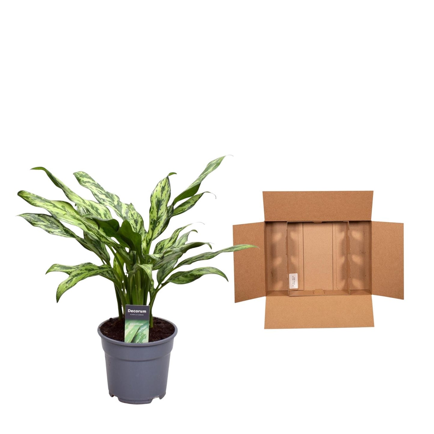 Aglaonema Juliette - 40 cm - ø12 bei Pflanzfix24.de - Pflanzfix24.de