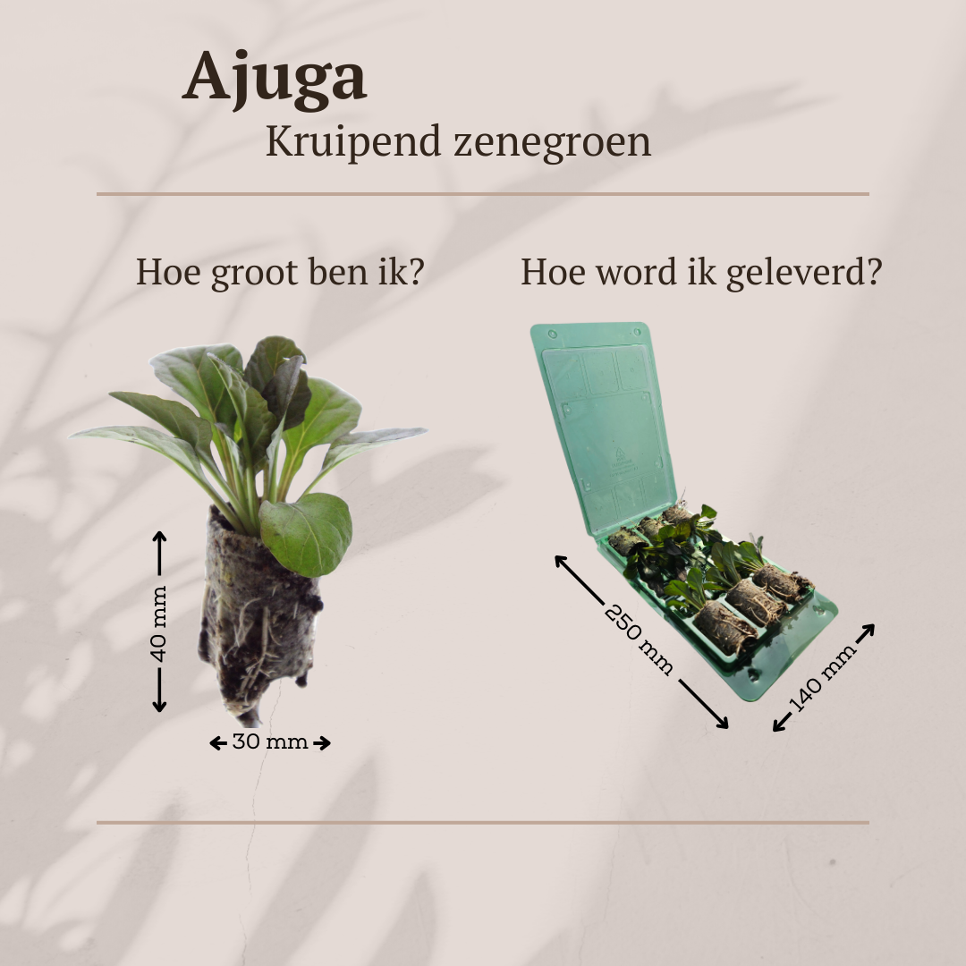 Ajuga Reptans – 6 Pflanzenstecker - Pflanzfix24.de - Pflanzfix24.de