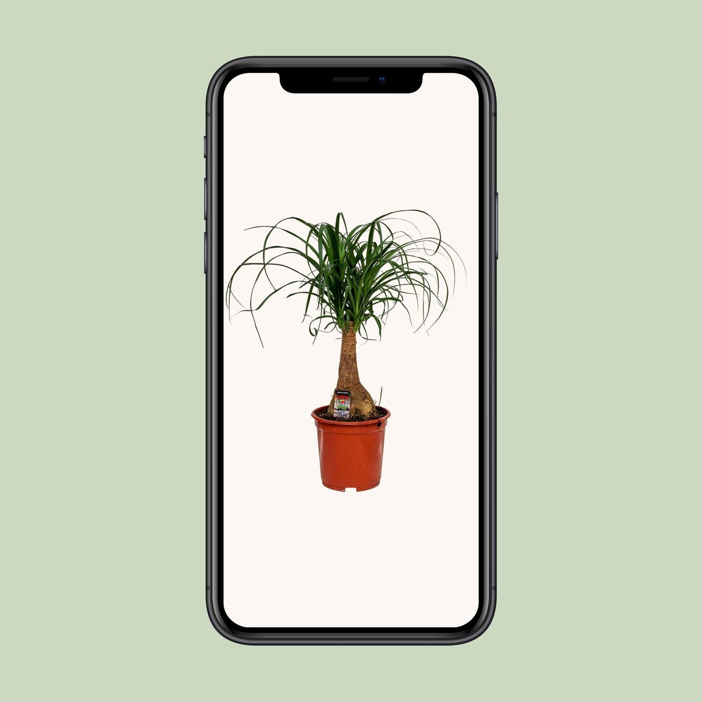 Beaucarnea Nolina - Ø19cm - pflanzfix24
