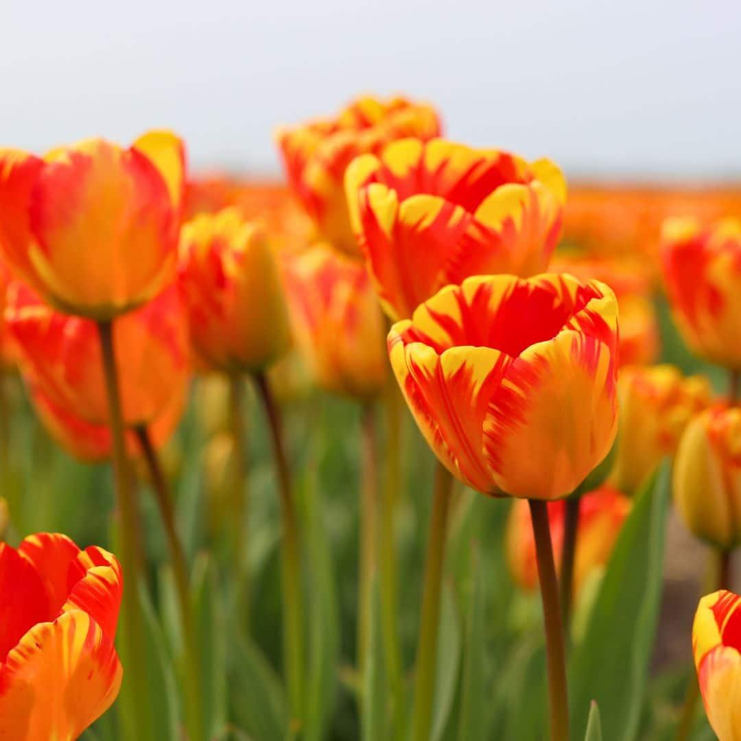 Flowerbulbs Amsterdam - Banja Luka - 15 Blumenzwiebeln - Größe 12+ - Pflanzfix24