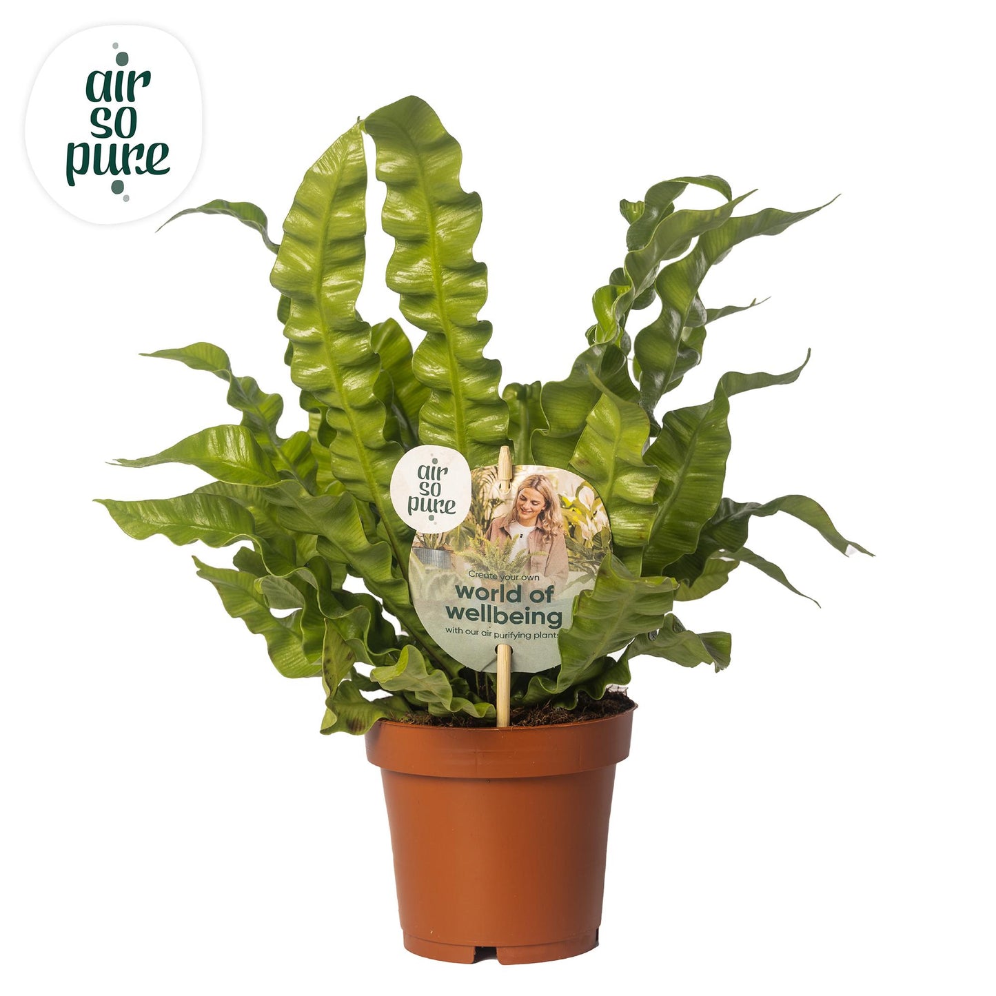 Asplenium Crispy Wave - Ø12cm - ↕25cm - Pflanzfix24.de - Pflanzfix24.de