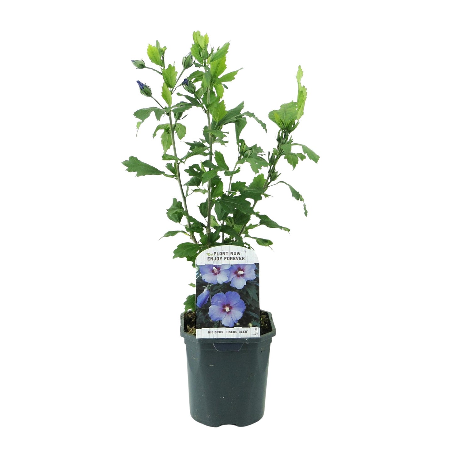 Pflanzfix24.de - Hibiscus syriacus Oiseau Blue - 1 Pflanze - Blüte Blau - Topf 17cm - Pflanzfix24.de