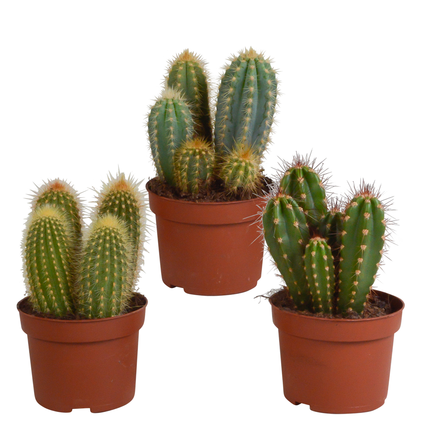 Cereus-Mischung 10,5 cm - 3x - zonder pot - Pflanzfix24.de - Pflanzfix24.de