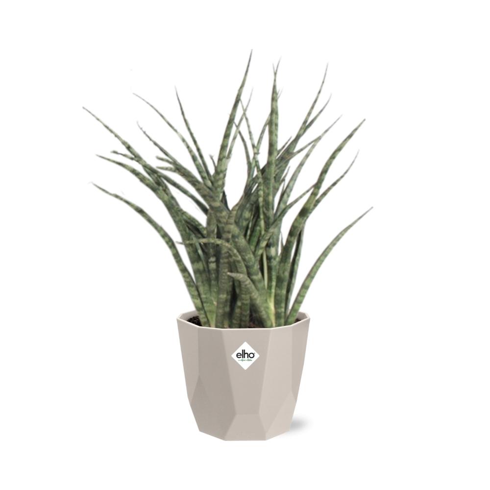 Sansevieria Fernwood Punk in ELHO b.for rock 14 cm warm grey - Pflanzfix24