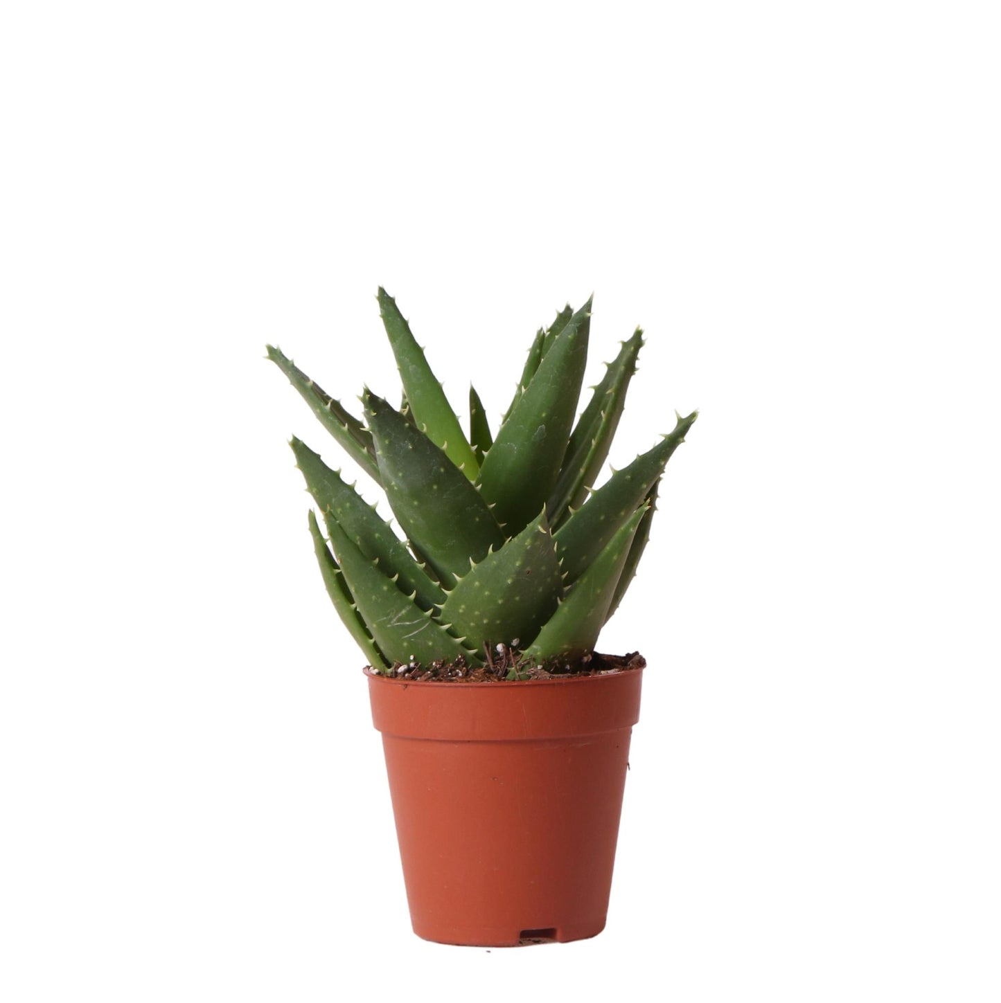 Aloe Brevifolia Ø9 cm – Pflanzfix24.de - Pflanzfix24.de