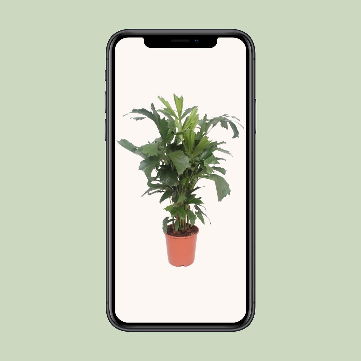 Caryota Mitis - Ø24cm - ↕110cm bei Pflanzfix24.de - Pflanzfix24.de