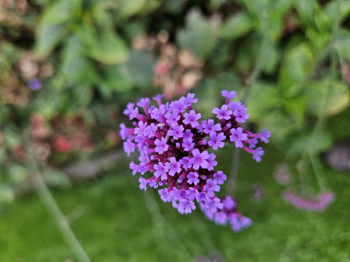 6x Verbena bon. 'Lollipop' - ↕10-25cm - Ø9cm - Pflanzfix24.de - Pflanzfix24.de