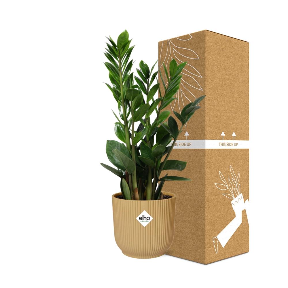 Zamioculcas ZZ-Pflanze 45–50 cm gelber Elho-Topf – Pflanzfix24