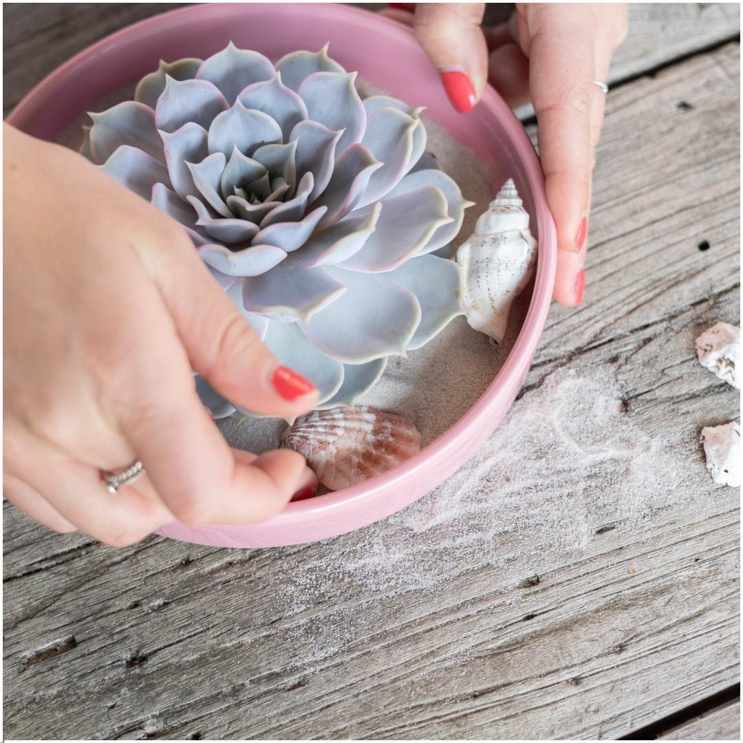 ROOTLESS Echeveria Lilacina in rosa Keramik | Pflanzfix24.de - Pflanzfix24.de