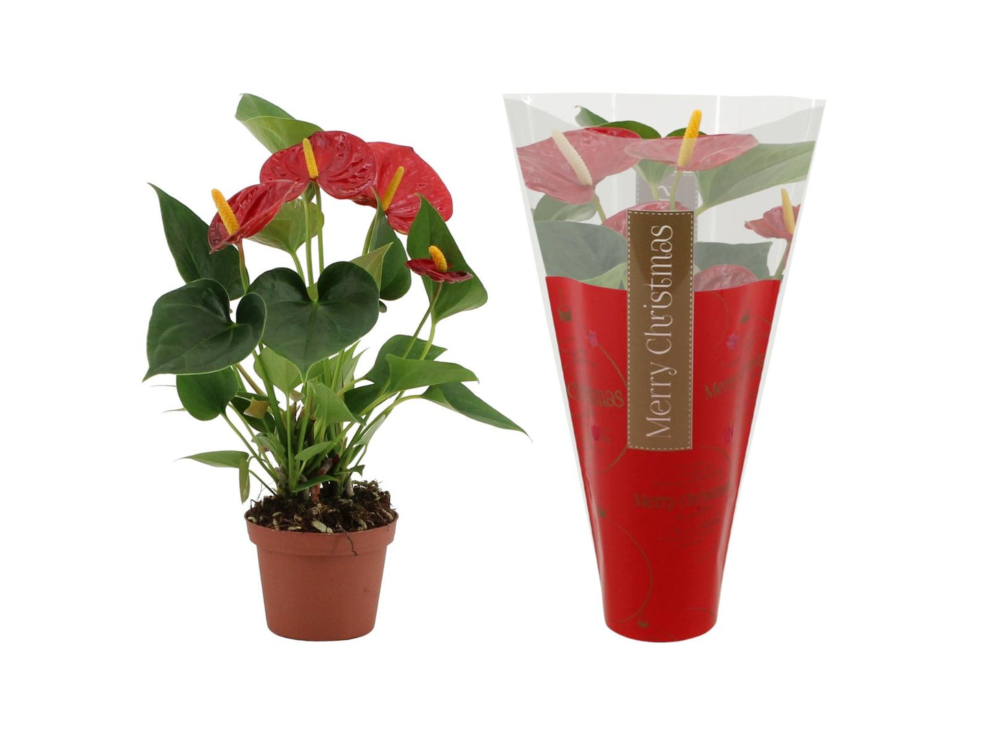 Anthurium Diamond Red In Ruby Sleeve - Ø9cm - ↕25cm - Pflanzfix24