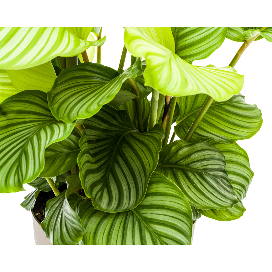 Calathea Orbifolia Ø27cm - ↕70 - 90cm - Pflanzfix24.de - Pflanzfix24.de