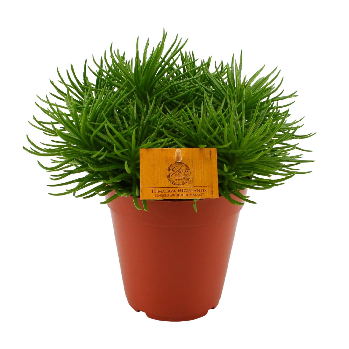Senecio Himalaya - Ø15cm - ↕25cm bei Pflanzfix24