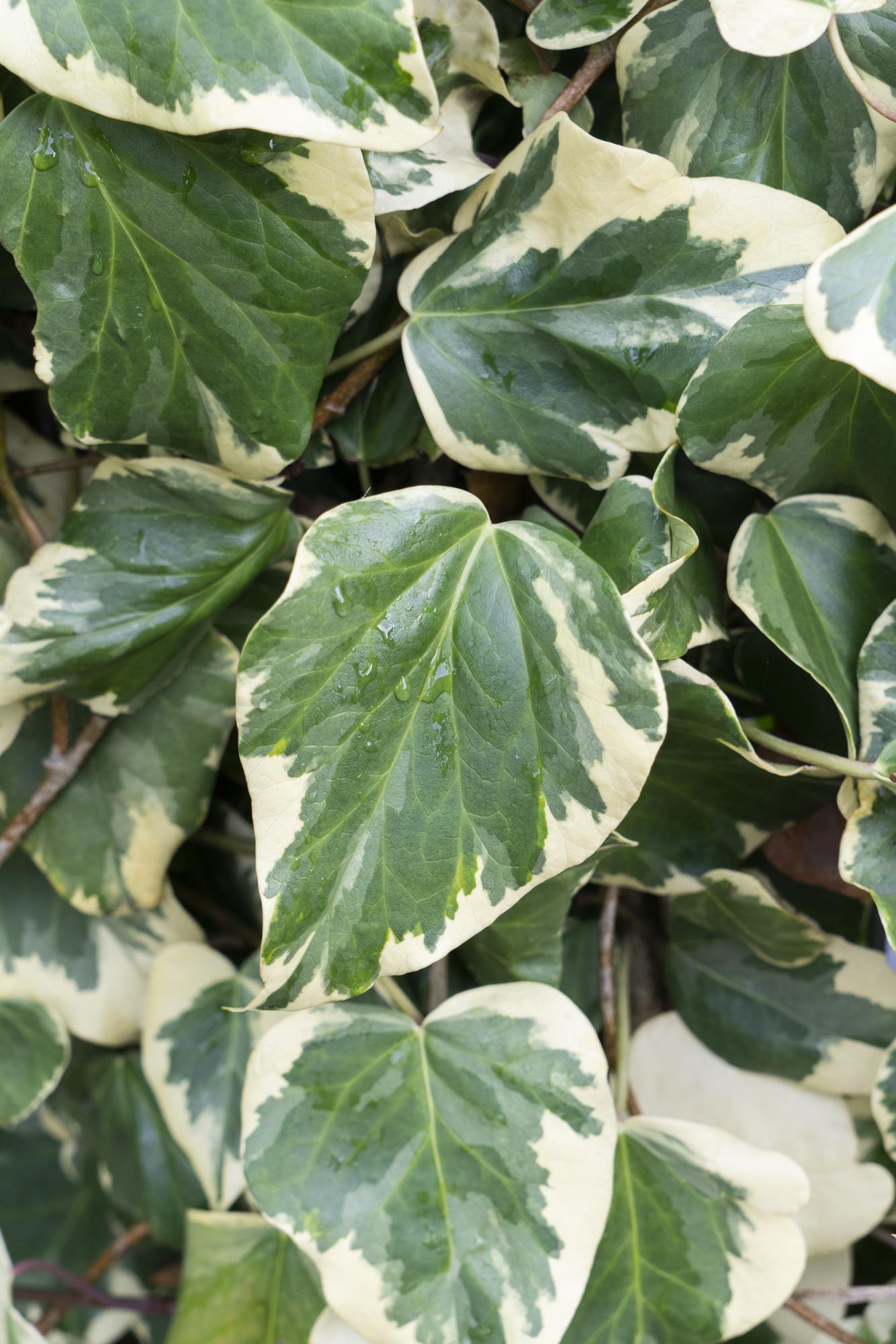 Hedera colchica 'Dentata Variegata' - Ø15cm - ↕65cm - Pflanzfix24.de - Pflanzfix24.de