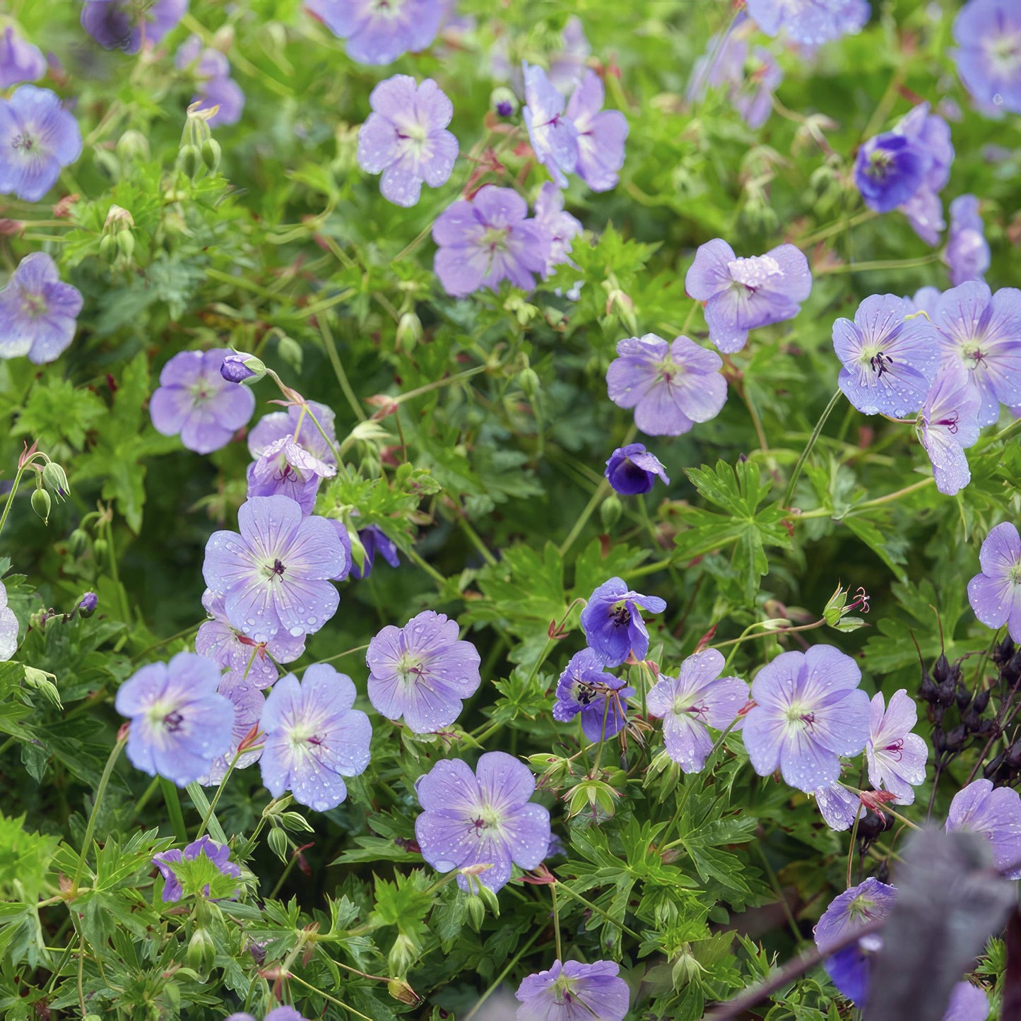 12x Geranium Rozanne – langblühender Bodendecker in Lila | Pflanzfix24.de - Pflanzfix24.de