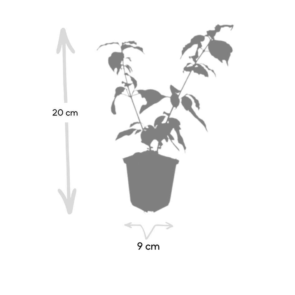20x Cornus sanguinea 'Anny's Winter Orange' | Pflanzfix24.de - Pflanzfix24.de