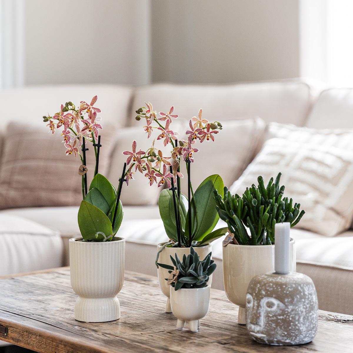 Phalaenopsis Orchidee Rosa-Lila „Congo“ im Diabolo Travertin Topf Ø9cm | Pflanzfix24