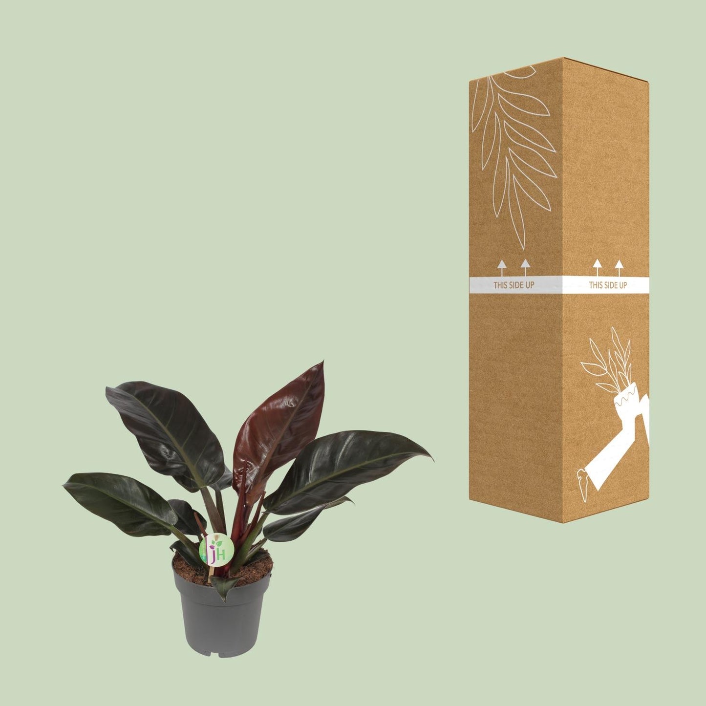 Philodendron Imperial Red - Pflanzfix24