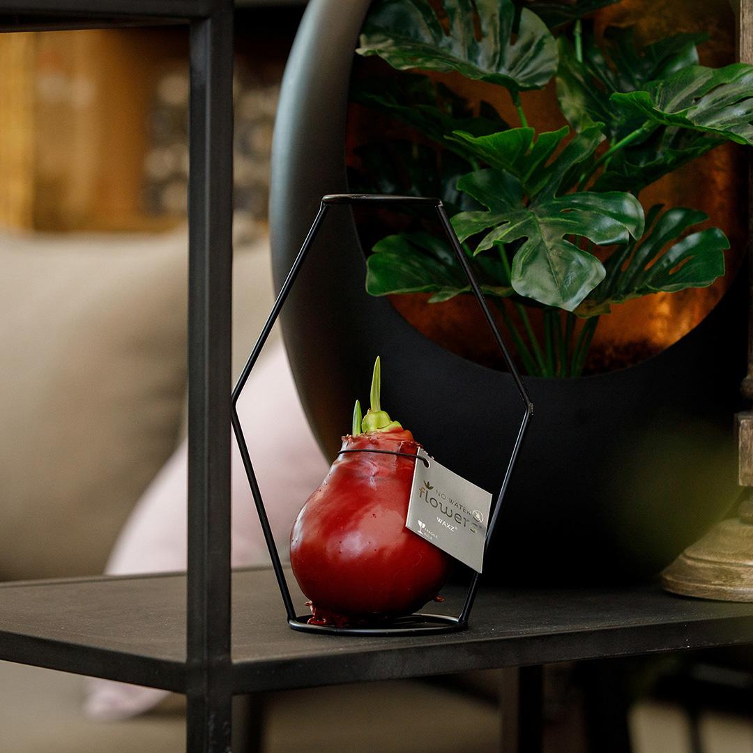 No Water Flowers® (wax amaryllis) | Formz Modern Mix (2 pack) + Red flower - Pflanzfix24