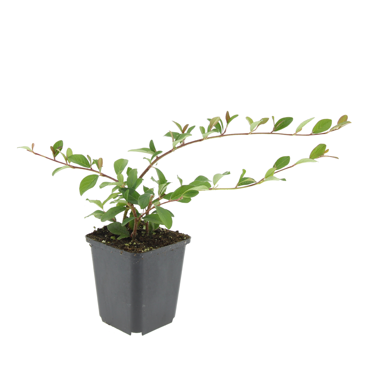 24x Cotoneaster dammeri - ↕10-25cm - Ø9cm bei Pflanzfix24