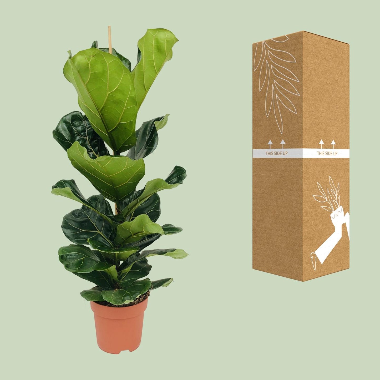 Ficus Lyrata - Ø21cm - ↕100cm - pflanzfix24