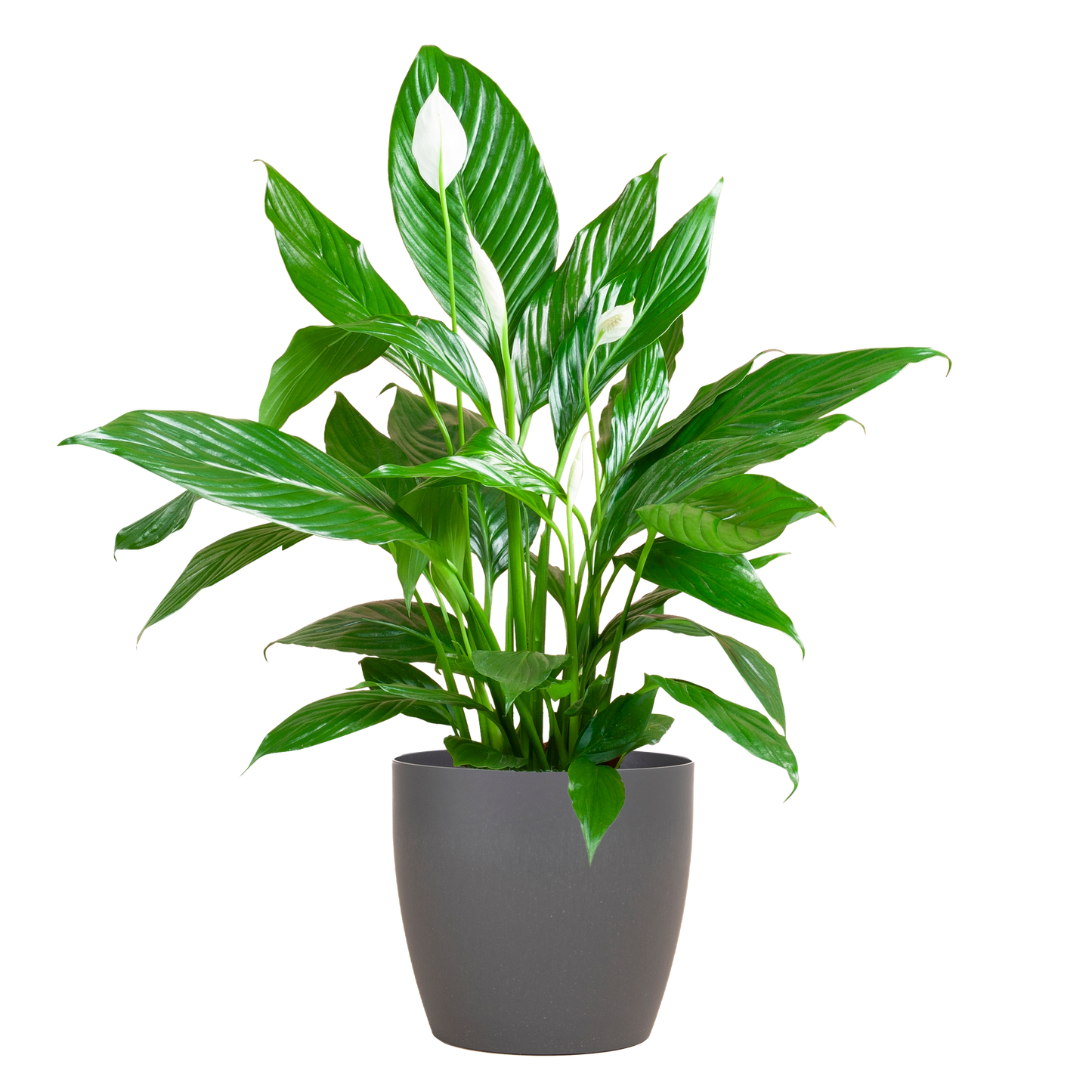 Spathiphyllum 80 cm weiß im Viber-Topf – Pflanzfix24.de - Pflanzfix24.de