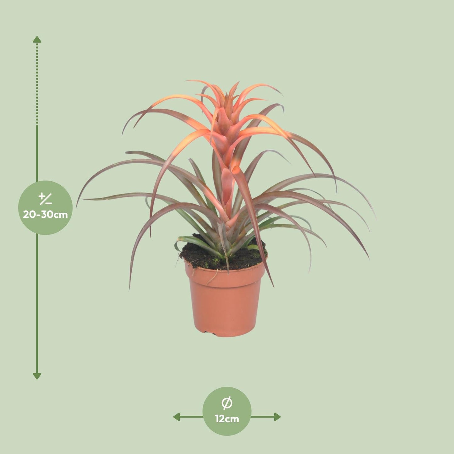 Tillandsia Capitata - Ø12cm - ↕30cm - Pflanzfix24