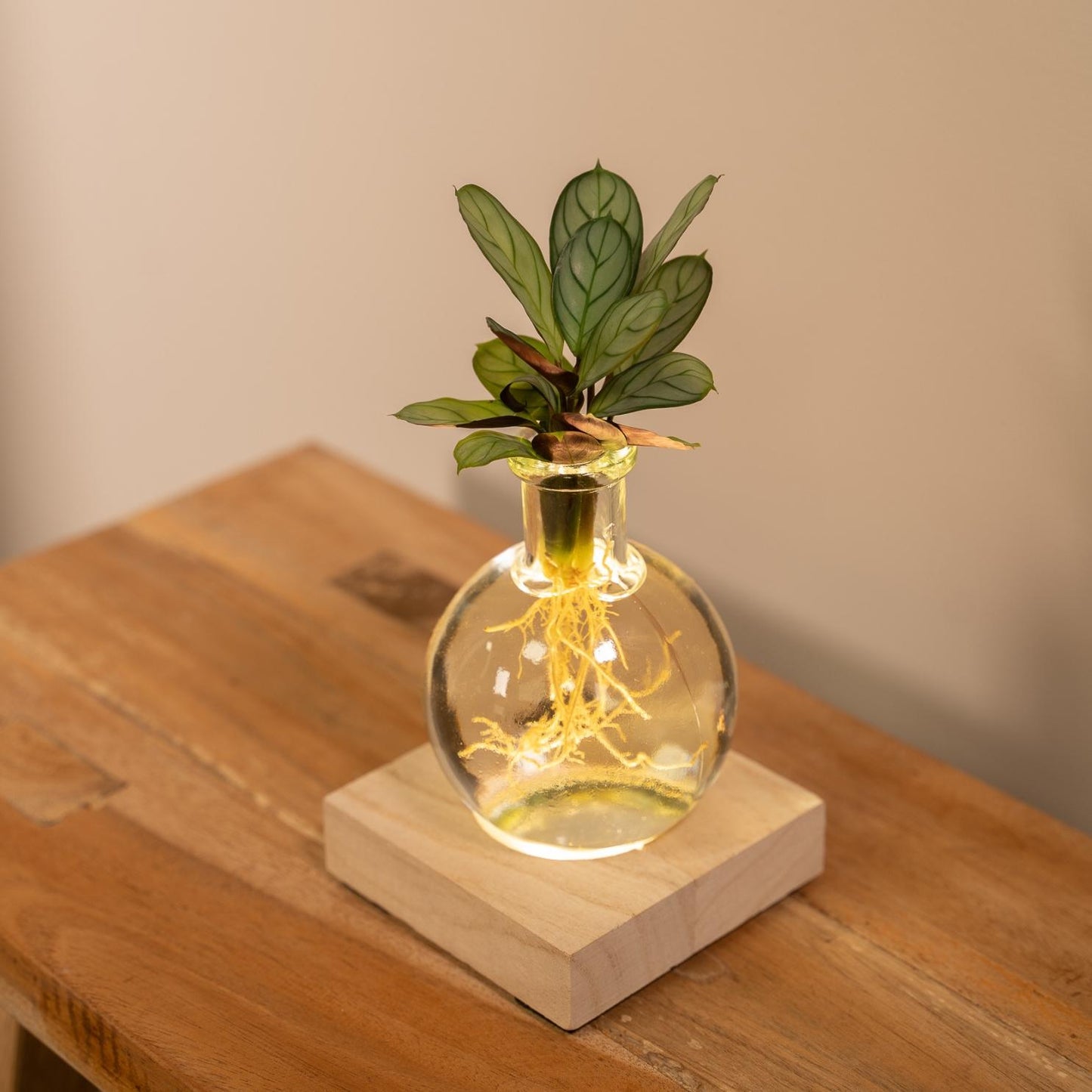 Calathea in Samoa Glas mit LED-Beleuchtung - Pflanzfix24.de - Pflanzfix24.de