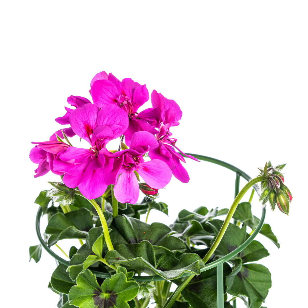 8x Pelargonium peltatum Violet Ø12 cm - ↕20 cm - Pflanzfix24