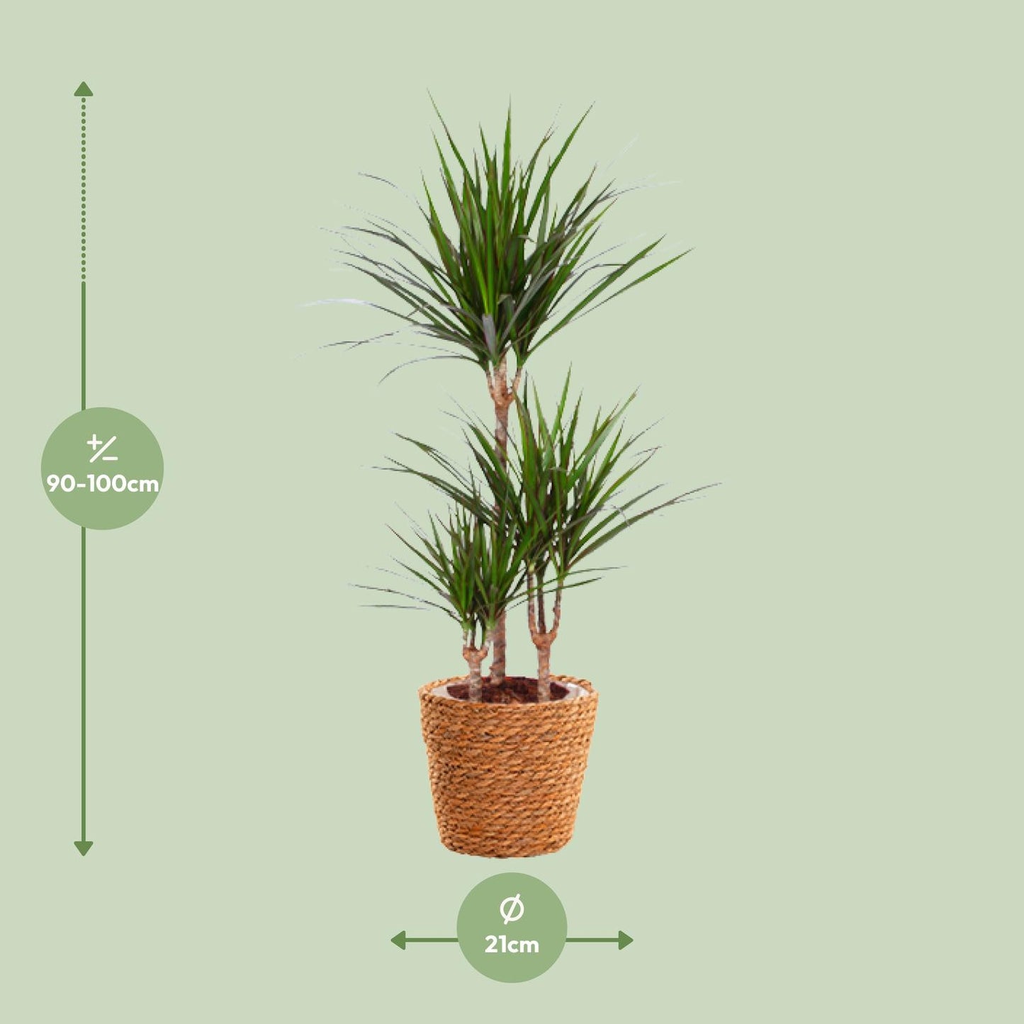Dracaena Marginata - Ø21cm - ↕95cm - Pflanzfix24.de - Pflanzfix24.de