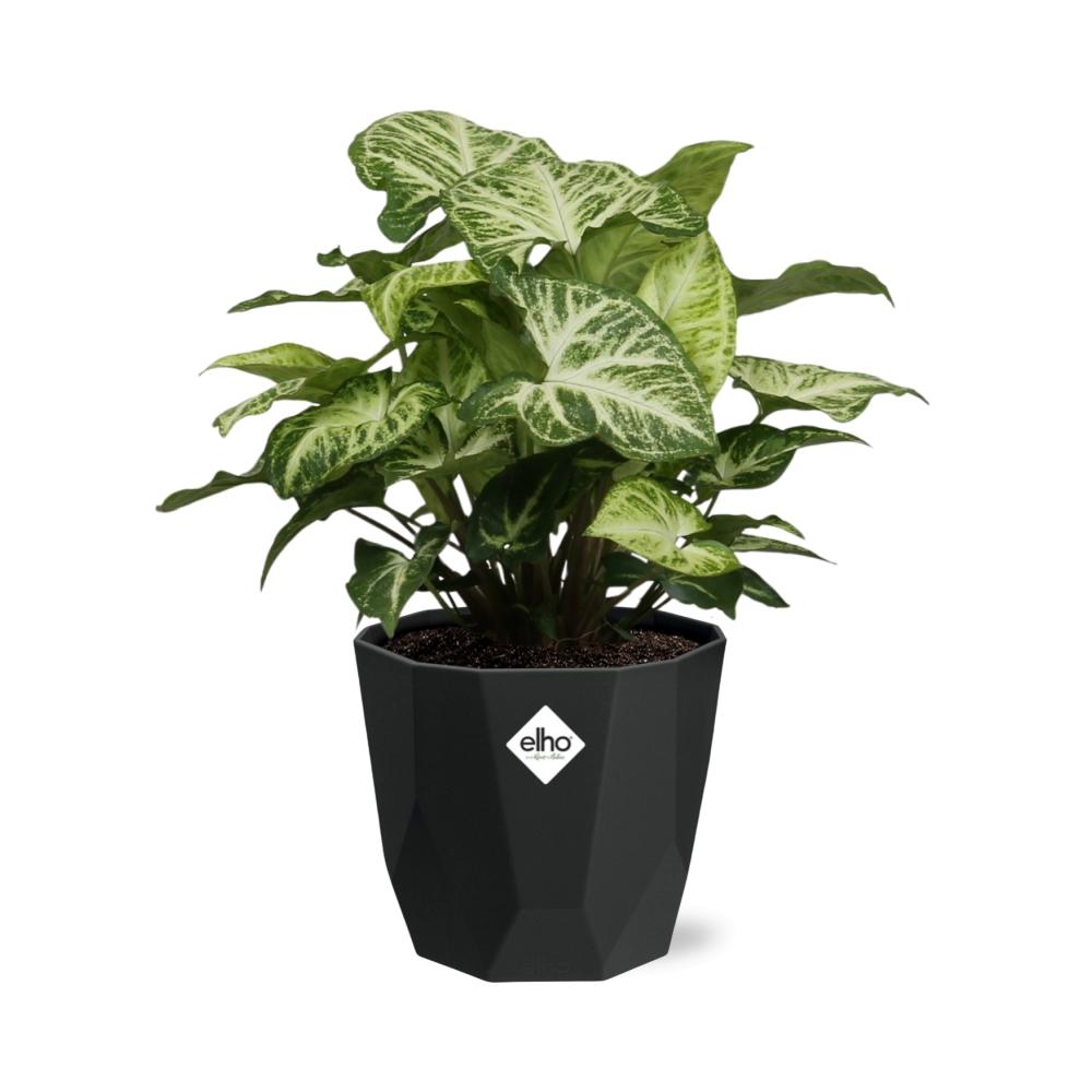 Syngonium Arrow in 14cm b.for rock living black - Pflanzfix24