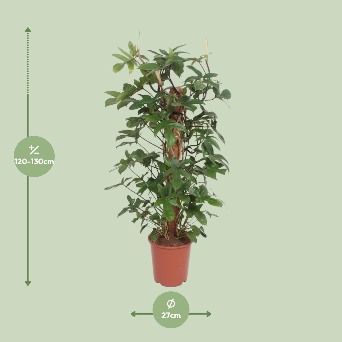 Philodendron Pedatum - Ø27cm - ↕130cm - Pflanzfix24.de - Pflanzfix24.de