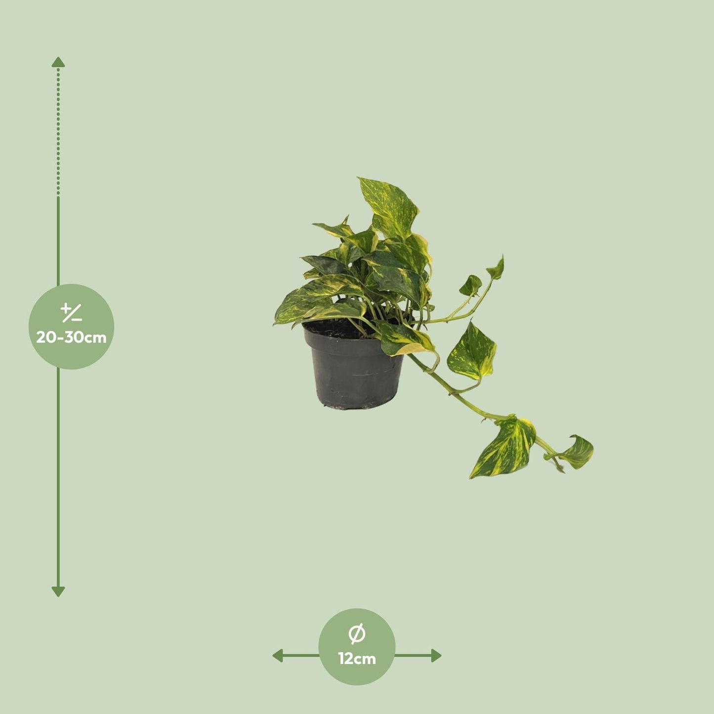 Scindapsus Epipremnum N'joy Gold - Ø12cm - Pflanzfix24