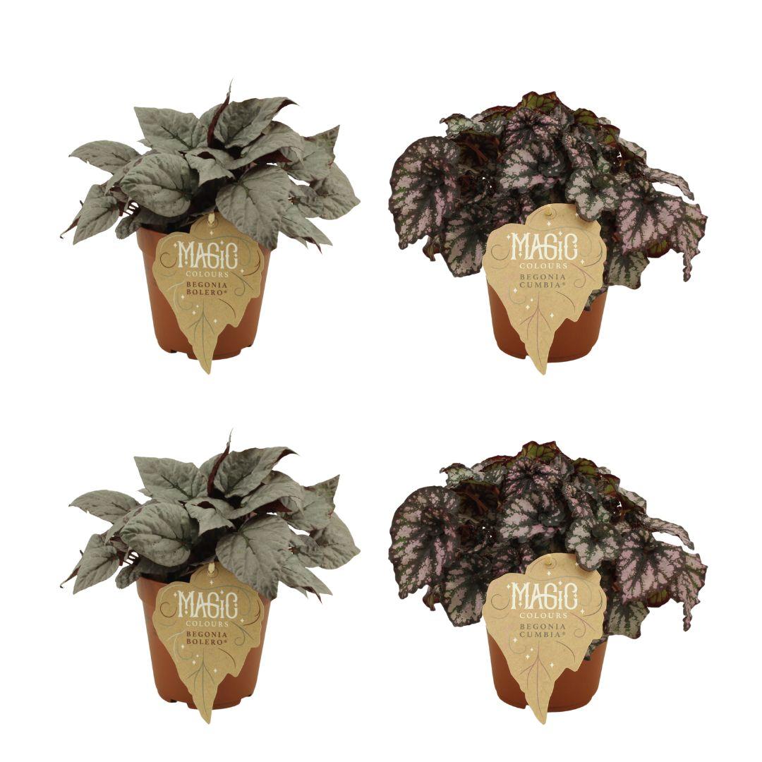 4er Set Begonia Rex Bolero & Cumbia - Ø12cm - ↕25cm - Pflanzfix24