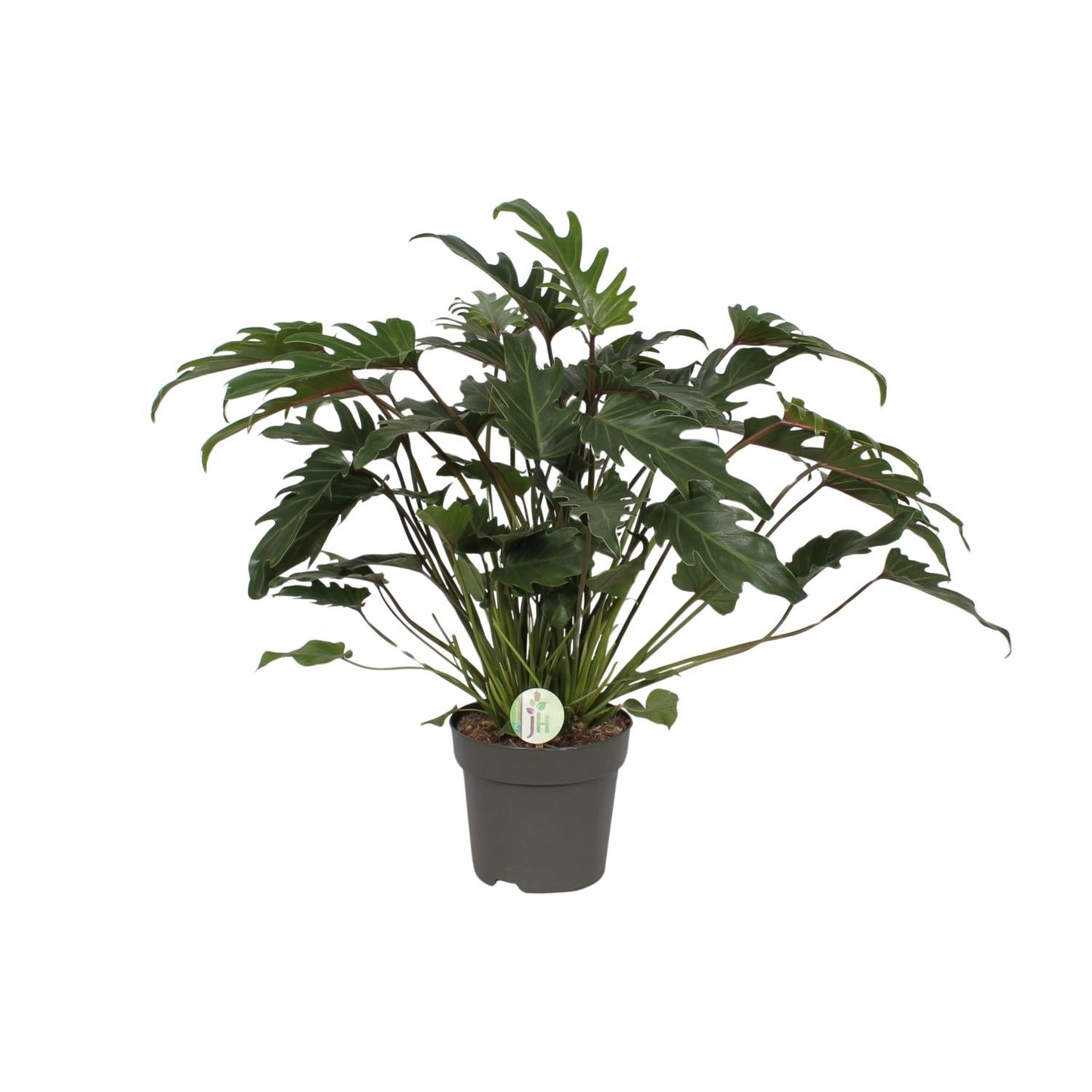 Philodendron Xanadu Ø21cm – Üppige Zimmerpflanze | Pflanzfix24.de - Pflanzfix24.de