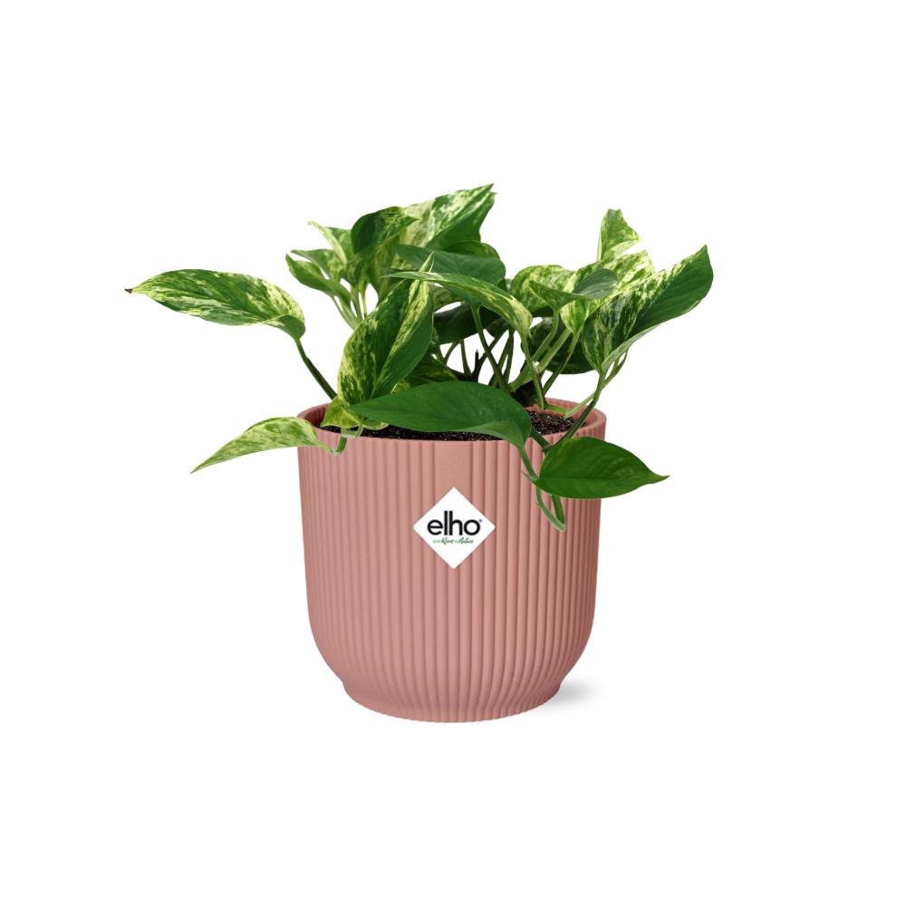 Scindapsus Marble Queen 14cm ELHO Vibes Fold - Pflanzfix24