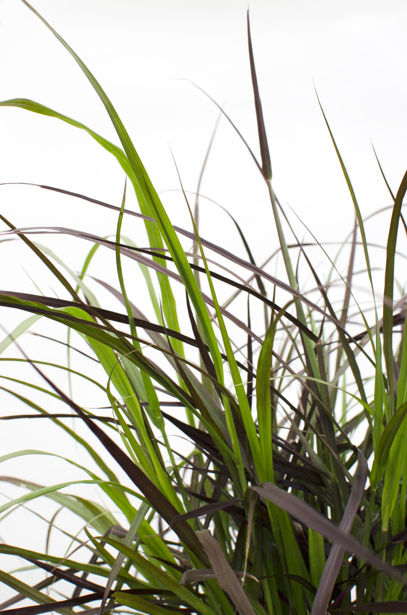 Pennisetum x advena 'Summer Samba' - Ø19cm - ↕50cm - Pflanzfix24