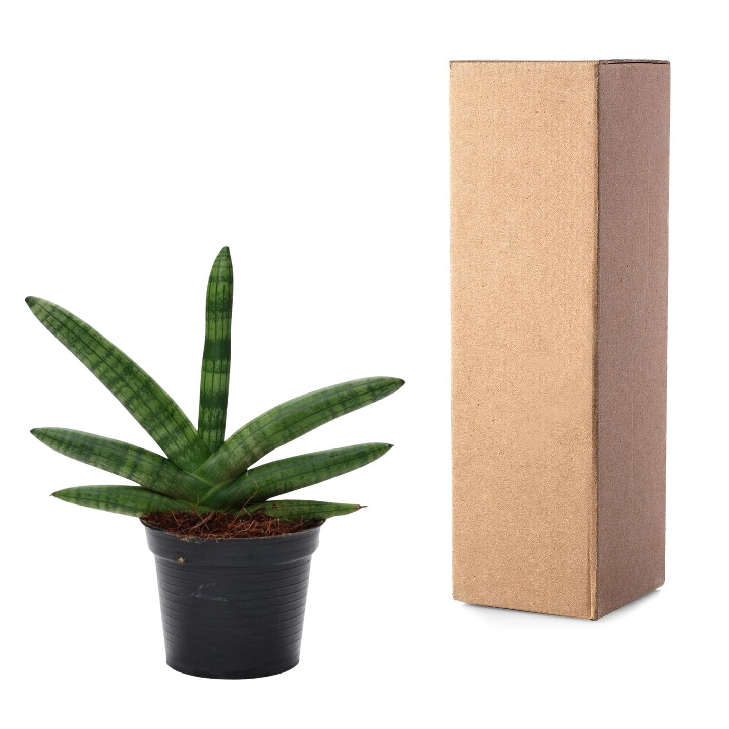 Sansevieria Skyline Ø10,5cm 25cm | Pflanzfix24.de - Pflanzfix24.de