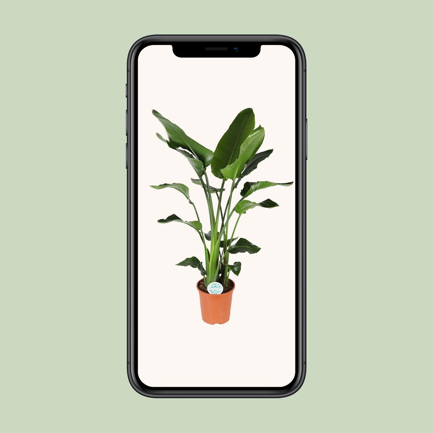 Strelitzia Nicolai - Ø27cm - ↕140cm von Pflanzfix24