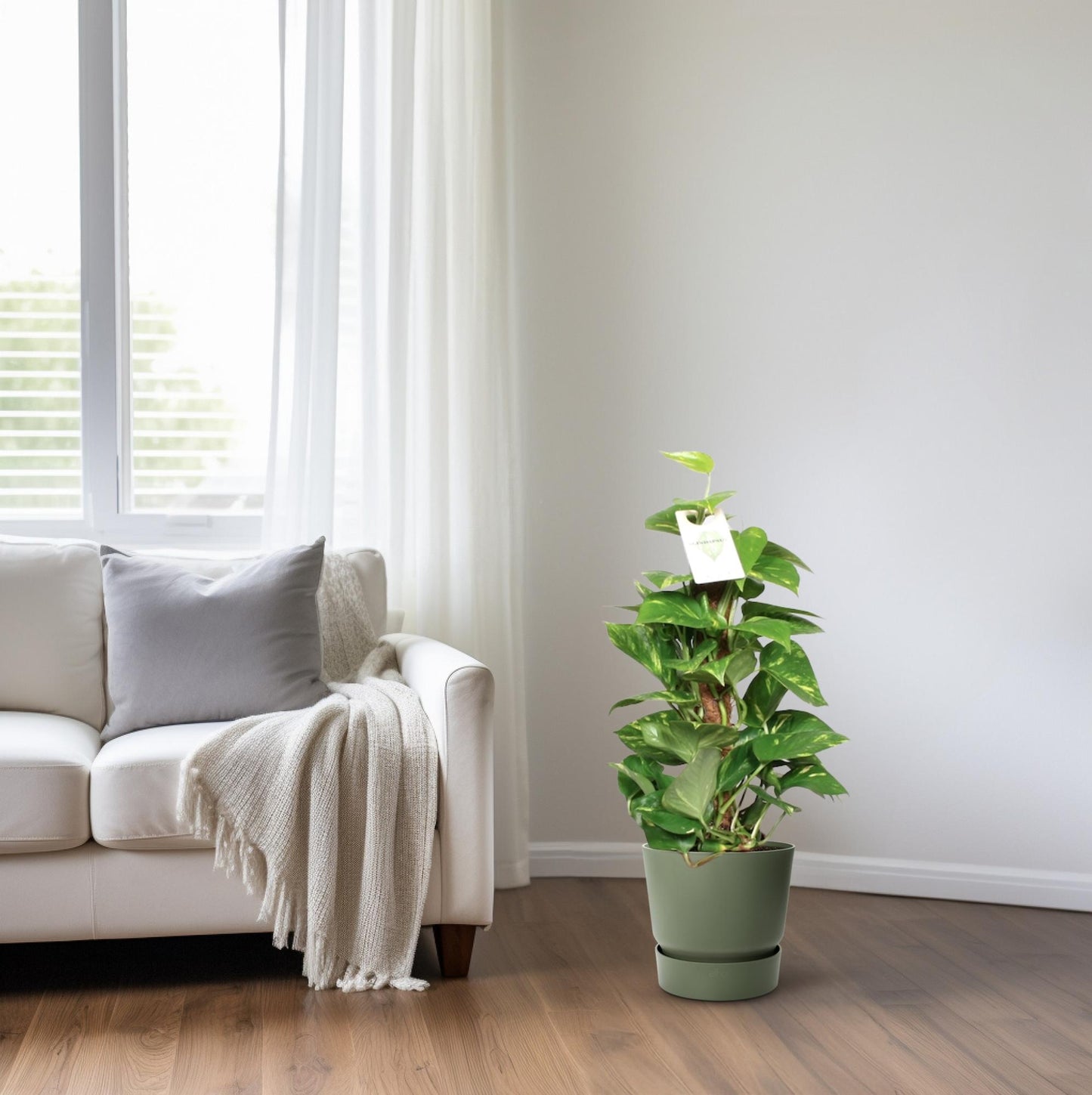 Epipremnum Pinnatum Mosstok 60cm Ø15cm – Goldene Efeutute | Pflanzfix24