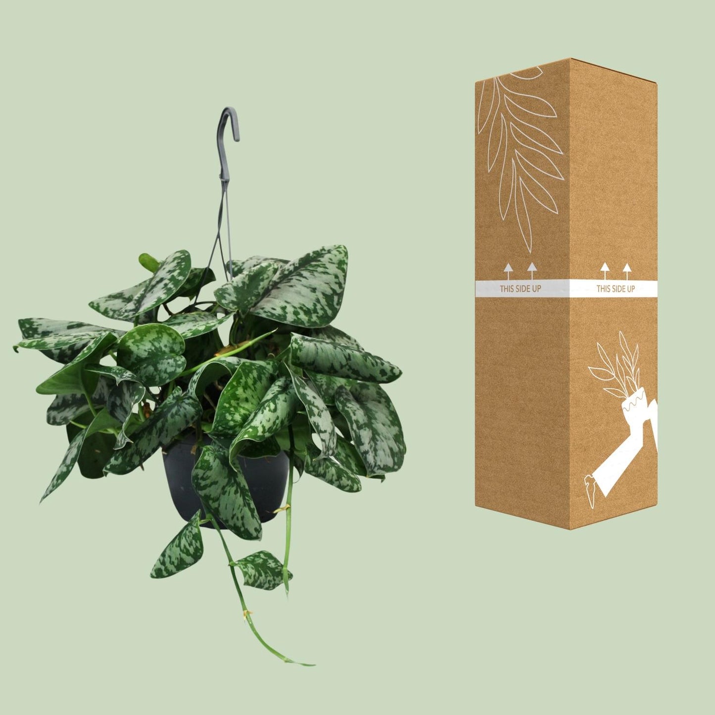 Scindapsus Pictus Trebie - Ø15cm - ↕35cm - Pflanzfix24