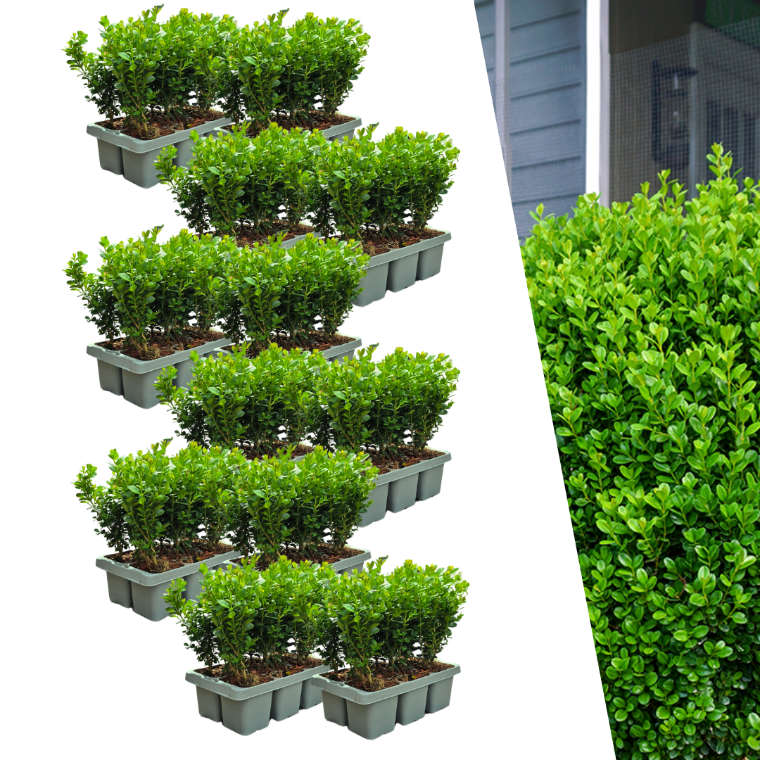 72x Buxus NewGen Freedom – Winterharter Buchsbaum 15cm | Pflanzfix24.de - Pflanzfix24.de