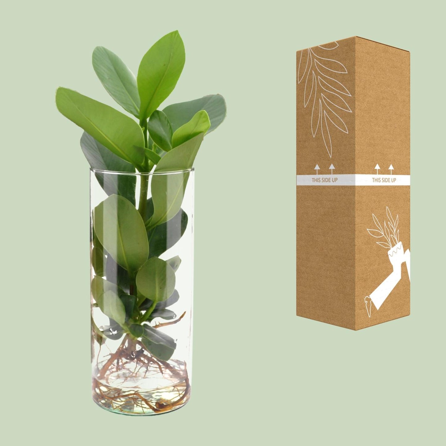 Clusia In Cylinder Glas - Ø12cm - ↕30cm - Pflanzfix24.de - Pflanzfix24.de