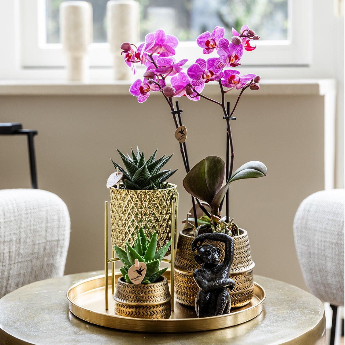 Pflanzset Hotel Chic lila mit Phalaenopsis & Keramik | Pflanzfix24.de - Pflanzfix24.de