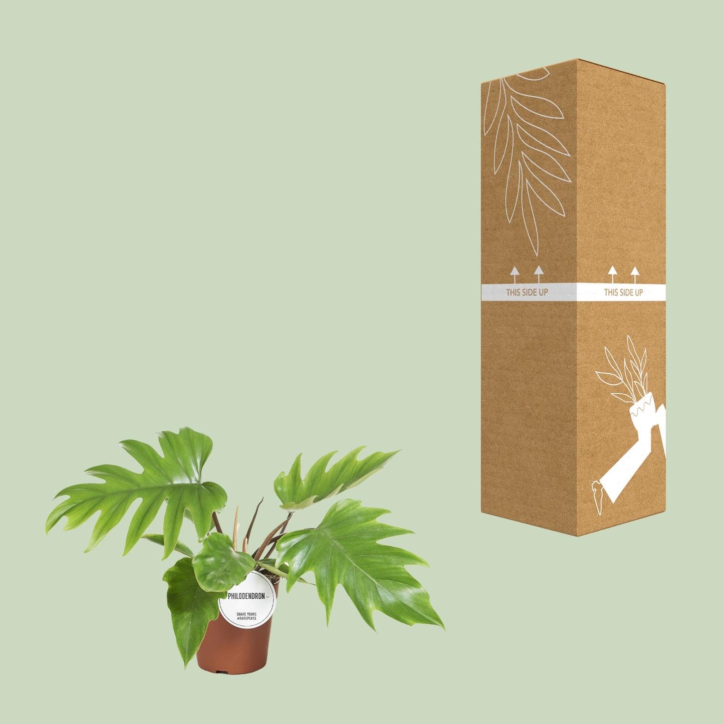 Philodendron Mayoi 15cm – tropische Zimmerpflanze | Pflanzfix24