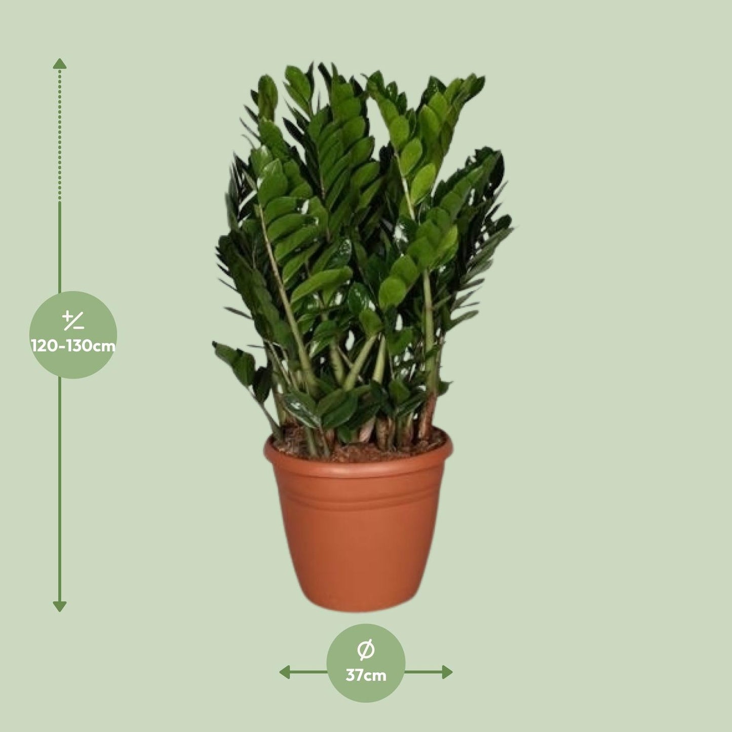 Zamioculcas Zamiifolia - Ø37cm - ↕110cm - Pflanzfix24
