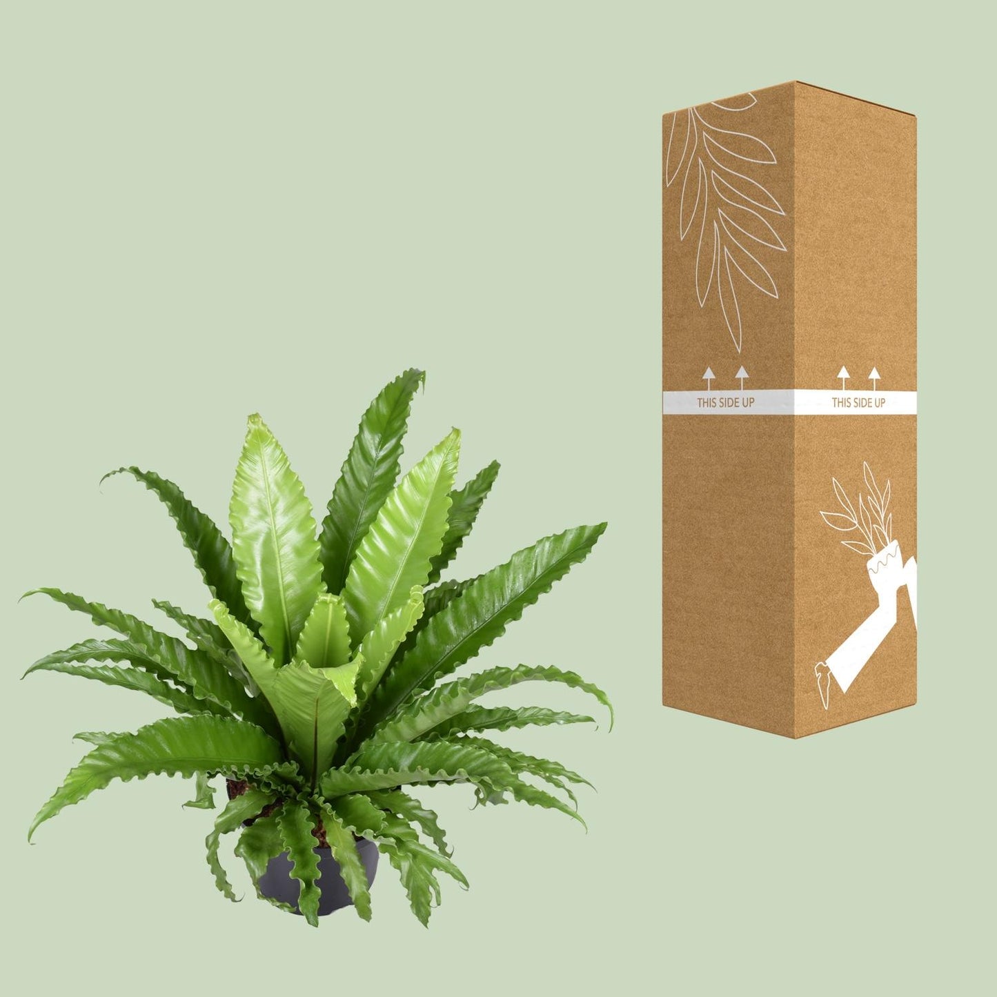Asplenium Antiquum Osaka - Ø23cm - ↕60cm - Pflanzfix24.de - Pflanzfix24.de