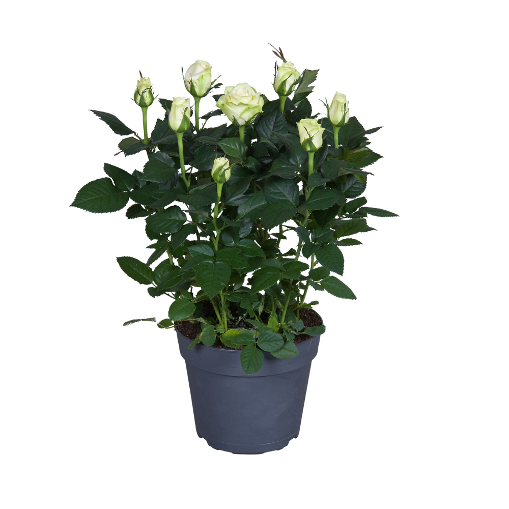 Topfrose Rosa wit Ø17cm | Pflegeleicht | Pflanzfix24.de - Pflanzfix24.de