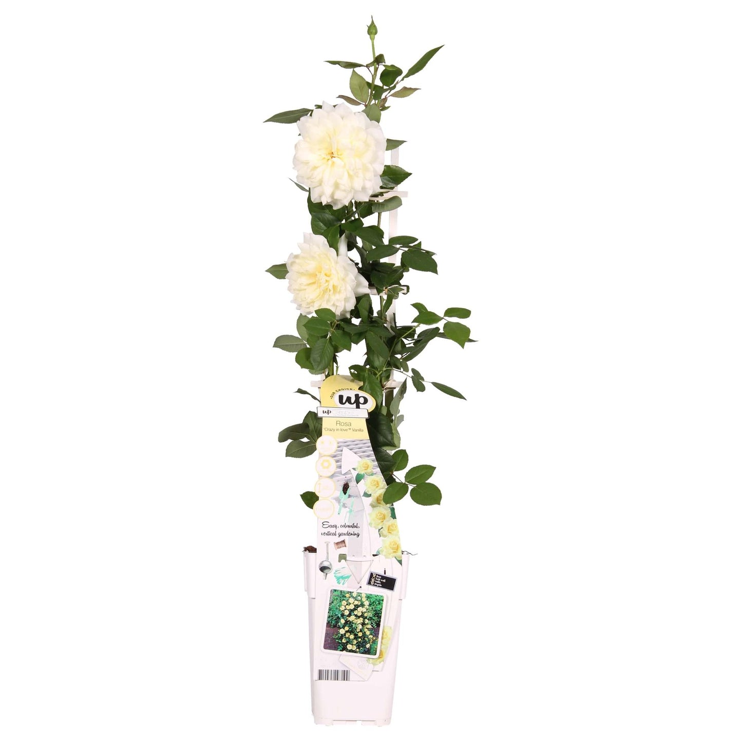 Kletterrose Crazy in Love 'Vanilla' Ø15cm – Cremeweiß | Pflanzfix24.de - Pflanzfix24.de