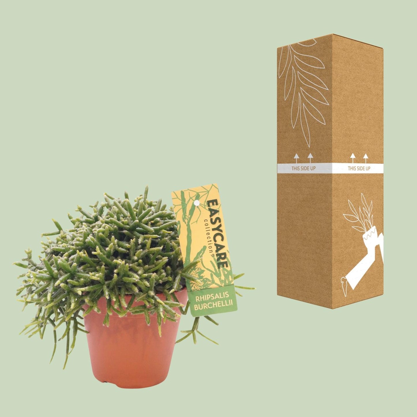 Rhipsalis Burchellii Zimmerpflanze – Pflanzfix24.de - Pflanzfix24.de
