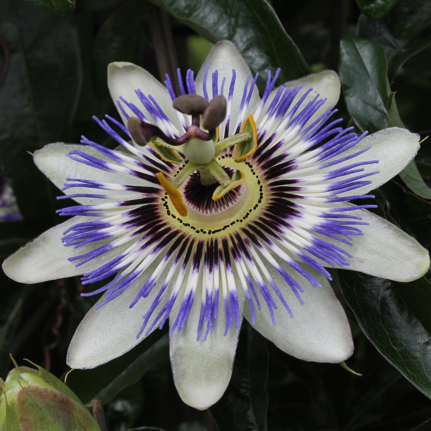 Passiflora caerulea Blau Ø15cm – Winterharte Kletterpflanze | Pflanzfix24.de - Pflanzfix24.de